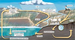 Phosphorous Cycling Overabundance of Phosphorous Phosphorus does not cycle through atmosphere Found in soil and water Large amounts stored in rock and released during erosion Required for cellular