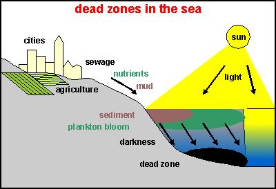 Human Activities and the Natural Balance Dead zones are regions or lakes or oceans in which aquatic life has suffocated due to algal blooms.