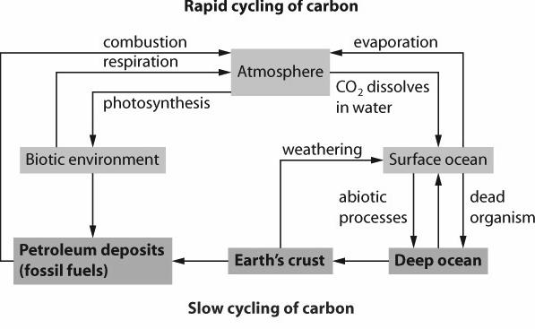 The Carbon and Oxygen Cycle The Slow Cycling of Carbon Living organisms also play an important role in the slow cycling of carbon.
