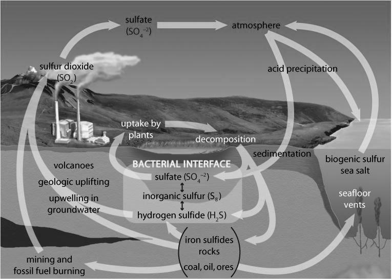 The Sulfur Cycle (pages 46 48) The sulfur cycle is a biogeochemical cycle that shows how sulfur is converted into different forms as it is transported through the air, water, and soil.