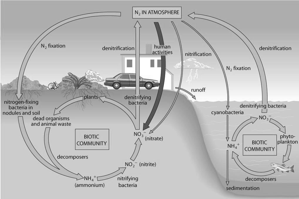 The Nitrogen Cycle (pages 48 49) The nitrogen cycle is a biogeochemical cycle that shows how nitrogen is converted into different forms as it is transported through the air, water, and soil.