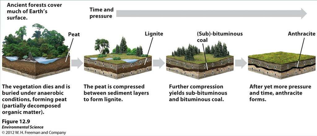 Coal Coal- a solid fuel formed primarily from the remains of trees, ferns, and other plant materials that were preserved 280-360 million years ago.