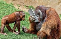 Orangutans adapting to ipads Younger members embrace technology more readily than older members Intuitively adapted to controls and