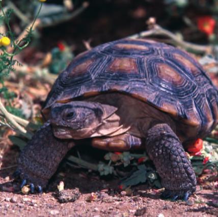 Arizona Game Fish Department Living with Desert Tortoises Bob Brost, Desert Tortoise Specialist for the Phoenix Herpetological Society Believe it or not, if you had stopped at a service station on