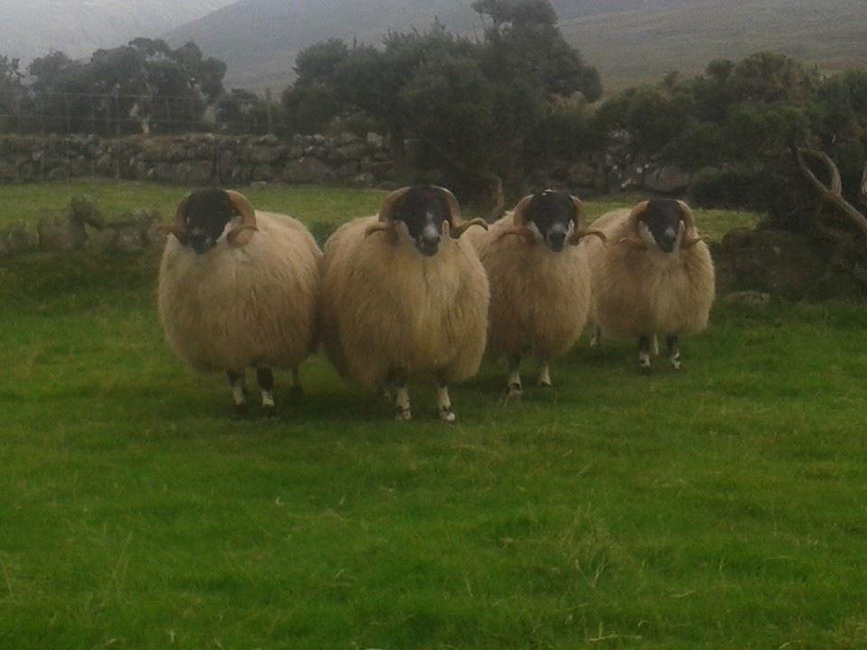 q=tbn:and9gcrfpvvfpqbdhzjhp_1fawanvtmvk8xr7z The Teagasc Better Sheep Farm Programme has found that progeny from genetically evaluated rams were 2.
