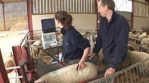 Farmers who were unaware of the Sheep Ireland genetic star rating system were less likely to purchase genetically evaluated ram (OR=0.16, 95% C.I 0.03-0.75) 4.