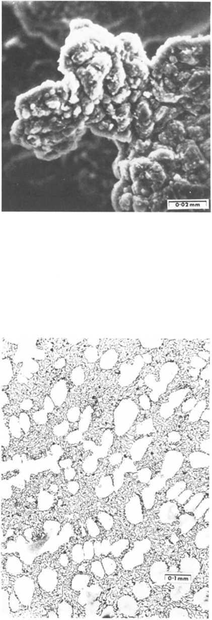 Microstructural features of cast irons 225 Figure 6.12 shows a S.E.M. mi