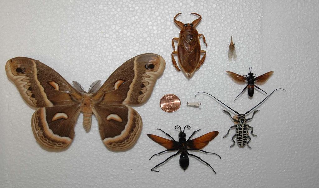 Strong and Balanced Systematics Program Louisiana State Arthropod Museum houses nearly 1,000,000 specimens Strong legacy in Coleoptera systematics Taxonomic expertise in a variety of insect groups