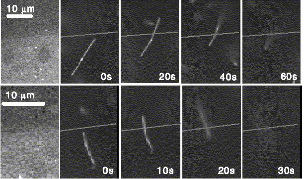 Microtubules Moved Out of a Track