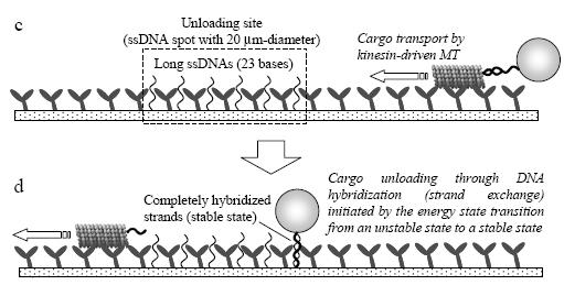 Figure 1: Mechanisms of cargo