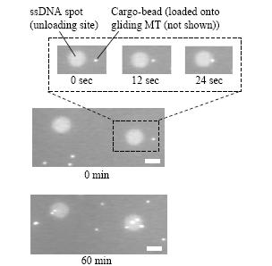 Figure 4: Timelapsed fluorescence images of cargo-beads unloaded