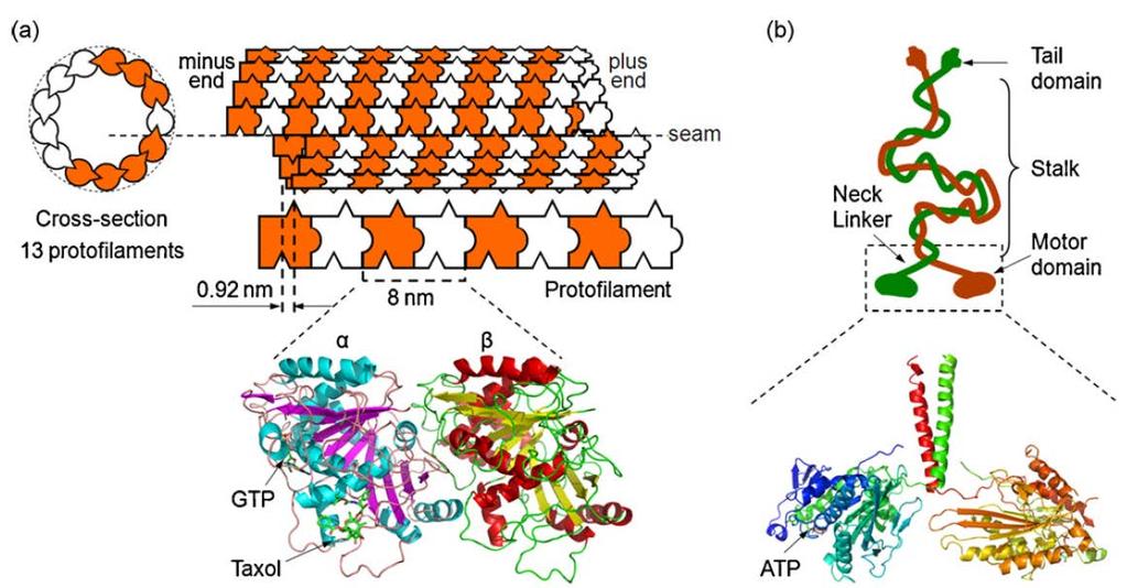 Microtubules Polymerization of Protein Chains Agarwala