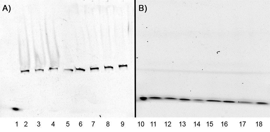 formation of covalently cross-linked product DNA_1C TAP + GSTp53_C275S or C277S ; (with increasing number of equivalents of the protein, see below the gels). Conditions: DNA (0.3 pmol), ph 7.