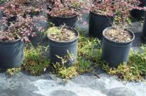 control weeds Eclipta growing in and around nursery pots
