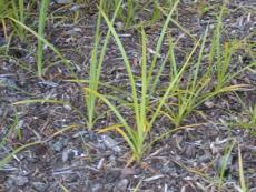 allow weeds to break through Interferes with other weed control