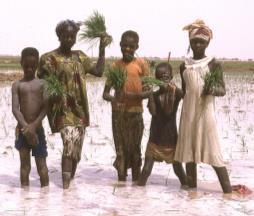 Cambodia Mauritania Can be an effective when water is plentiful