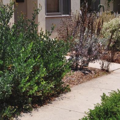 Front yards should not be hardscaped, or otherwise paved with materials such as concrete, fieldstone, brick, or pavers.