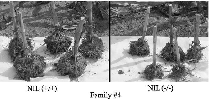 06, a major constitutive QTL for root and agronomic traits in maize across water