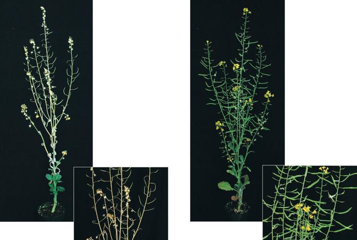 Drought tolerance of rd29a:anti-atftb canola during flowering The DH12075 (a) and YPT2-RD29AantiAtFTP (b) plants were subjected to a 4-day drought