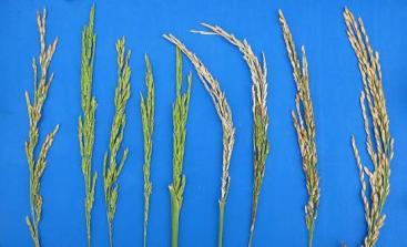 Reproductive stage stress tolerance Spikelet Fertility Molecular