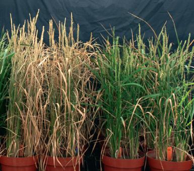 promoter in leaves increases drought tolerance NT