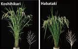 (semi-dwarf1/sd1) and GA insensitivity in wheat (Reduced height/rht).