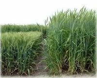 of drought tolerances in crop plants," says Nguyen.