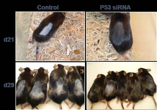 Efficacy of Quark s Liposome-Formulated p53 sirna in the Mouse Model of Chemotherapy-Induced Alopecia