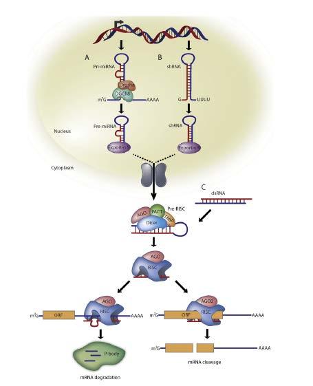 sirna-based Drugs Act Through Specific Inhibiting Gene Expression via RNA Interference RNA interference (RNAi) is a universal biological mechanism within living cells (mammalian, plants, fungi,