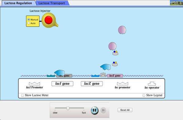 Click to Run LacZ as a reporter gene puc19 contains LacZ DNA as a reporter gene to illustrate the presence of the functioning gene.