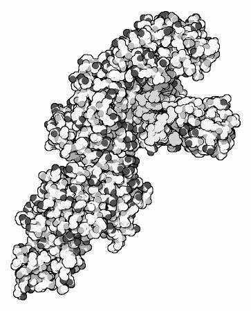 DNA Polymerase duplicates genetic information the most accurate enzyme, makes less than one error in billion nucleotides it also proofreads the copied base, and if it is