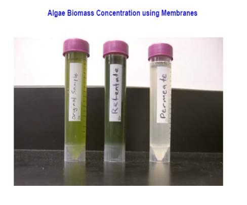 Algal Membrane Processes Where to Start BioMass End Use Determination : Concentration & Consistency Final Concentration of BioMass Slurry