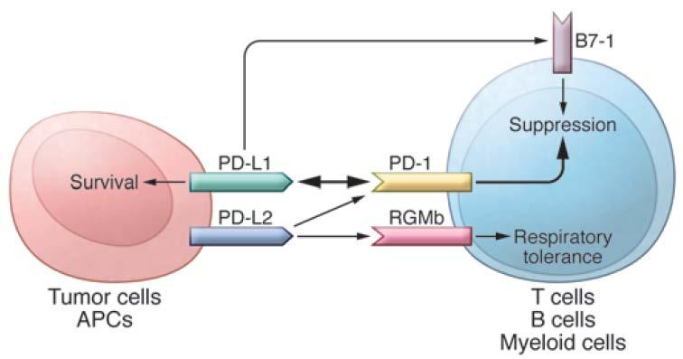 Mechanisms of PD Pathway induced Immunosuppression in the Tumor Microenvironment The PD pathway has at least 5 interacting molecules and 7