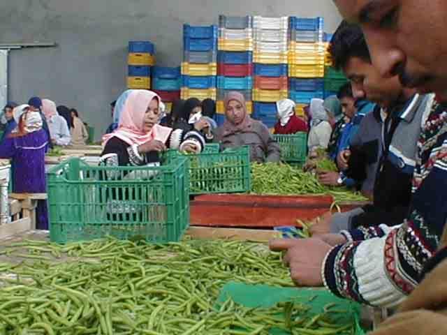 Results to Date: Illustrative Crops 4500 MT of green beans exported with a value of