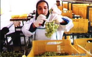 7 million paid to growers; 1525 MT of grapes exported with LE 7.