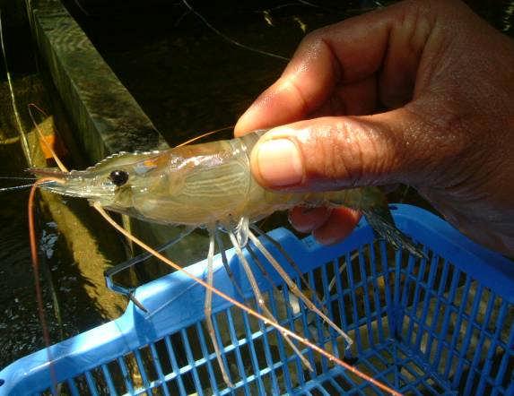 The ex-post evaluation confirmed that by the end of the extended period, it had become possible to develop aquaculture and growing technologies for all the existing freshwater fish culture species