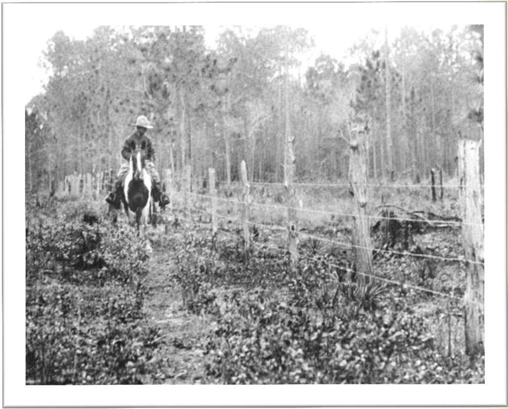 Fencing laws were enforced in the 1930 s and 40 s Longleaf pine forests were harvested and not