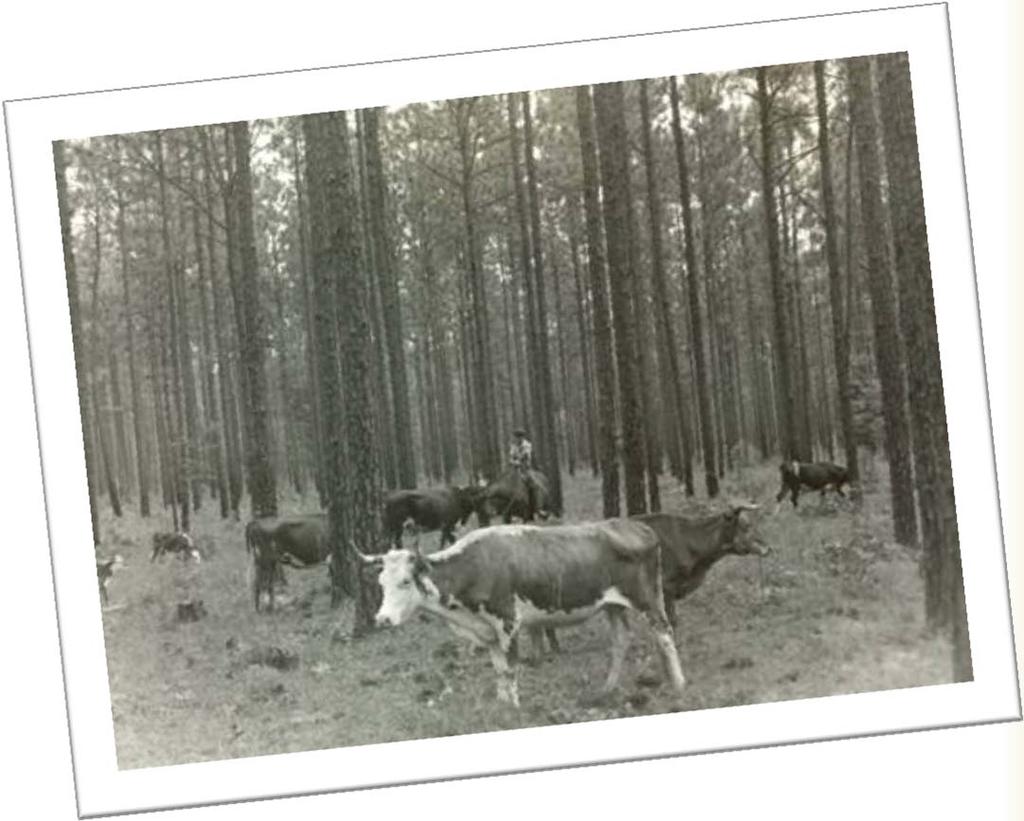 Piney-woods cattle were managed on open rangeland at a rate of about 2-4 hectares per