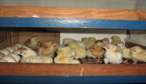 on the seventh, fourtenth and eighteenth days of the incubation period. At two days towards the end of the twenty one days incubation period the eggs started hatching.