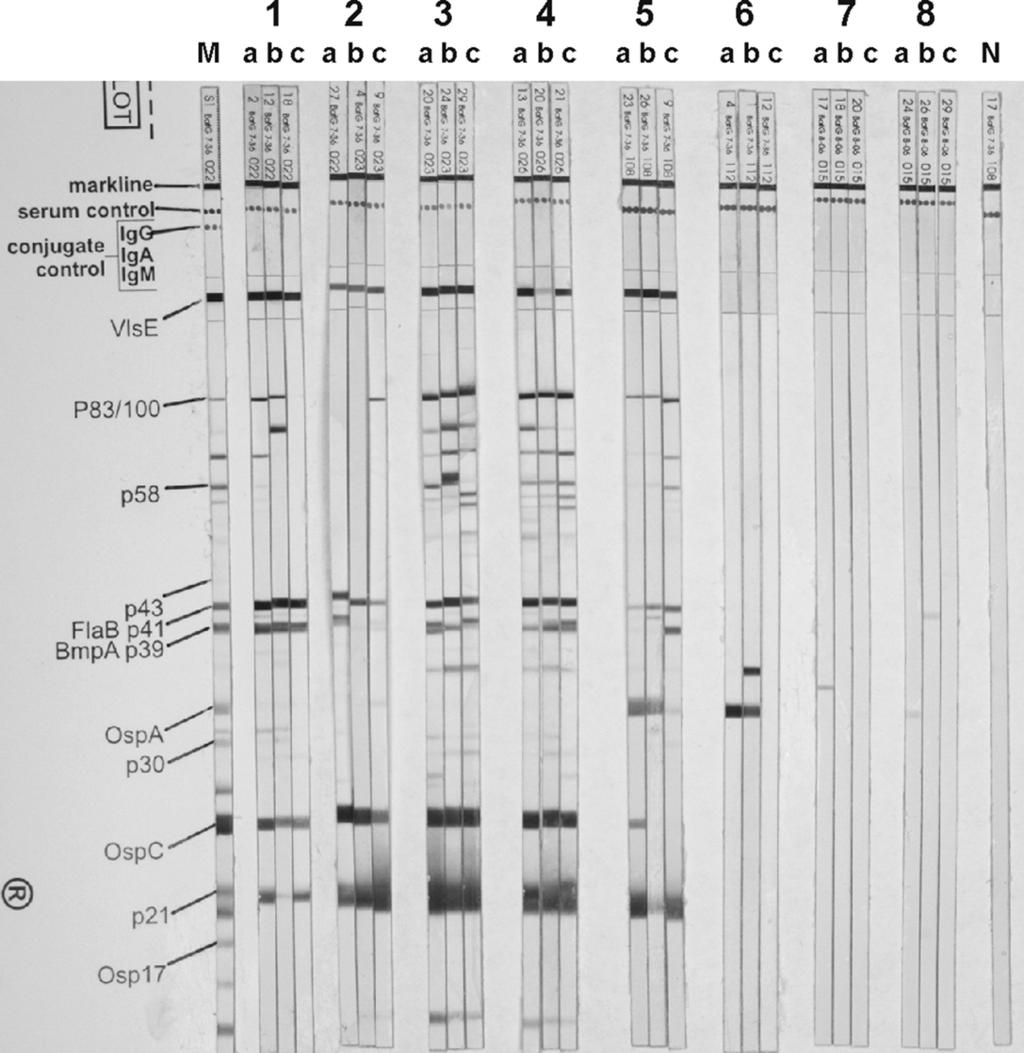 1552 KRUPKA ET AL. CLIN. VACCINE IMMUNOL. FIG. 2. Antibody response to recombinant VlsE and Borrelia lysate antigen on day 56 postinoculation in a Western blot.