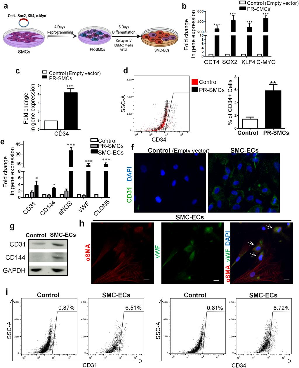 www.nature.com/scientificreports/ Figure 1. Conversion of human SMCs toward endothelial-like cells through short term dedifferentiation using reprogramming factors.