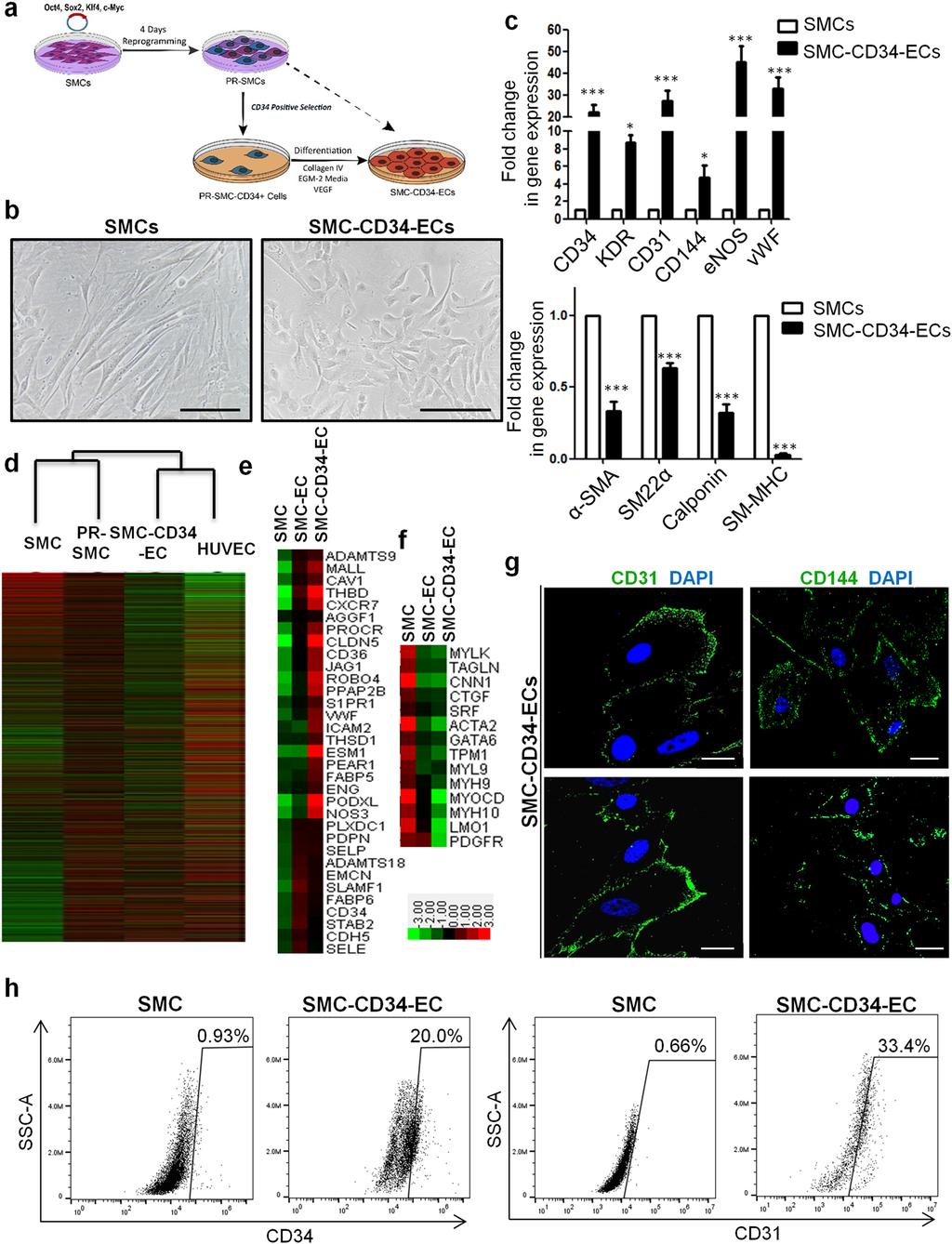 www.nature.com/scientificreports/ Figure 2. CD34 positive cells selected from PR-SMCs can differentiate into a more enriched endotheliallike cell population.