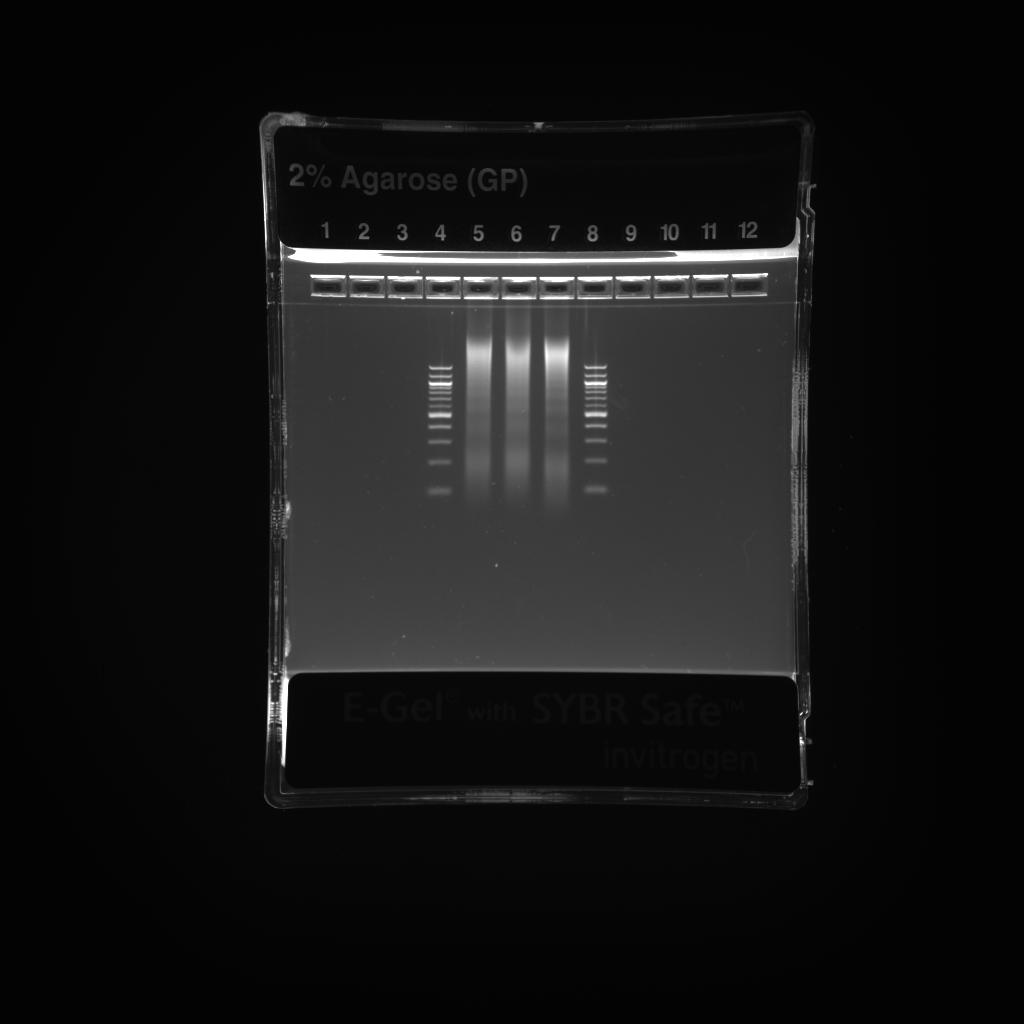 Myers Lab ChIP-seq Protocol V011014 4 type (see Checking the size of sonicated fragments below). 6.