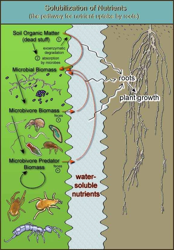 Roles of microbes in soil include: o Breakdown rock particles and convert nutrients such as Phosphorous, Calcium, Manganese, Silica, Zinc, Copper etc.