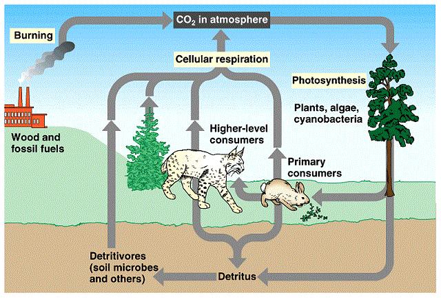 Oxygen Cycle Oxygen is a key element for chemical reactions of aerobic respiration Photosynthesis releases oxygen as a product Algae and Cyanobacteria along with plants are the key organisms to carry