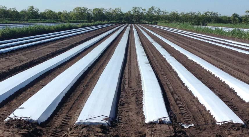 Evaluation of Compact Bed Geometries for Water, Nutrient, and Economic Efficiency for Drip-Irrigated Tomato and Pepper Sanjay Shukla Kira Hansen Nathan Holt 1 Agricultural and Biological Engineering