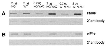 Row 1: brain extracts from KO (2 µg), WT (2 µg), KO/YAC (0.2 and 2 µg) and WT/YAC (0.2 and 2 µg). Row 2 was treated with secondary antibody only.