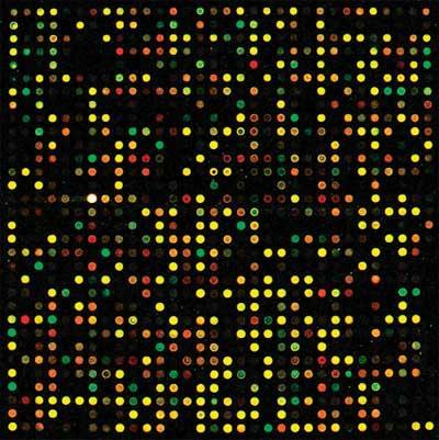 Measuring transcription the old way: microarrays Each spot has probes for a certain gene Probe: a DNA sequence complementary to a certain gene Relies on