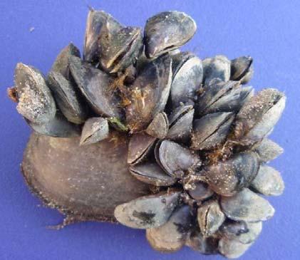 Problem statement 1. Recent range expansion of the quagga mussel Russia (> 1940), North America (>19861991) and SouthEastern Europe (>2004) 2. Regarded as an highly invasive species 3.