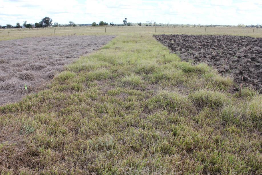 Fallow trial Strips >5m wide needed to store moisture in centre of strip like a cultivated